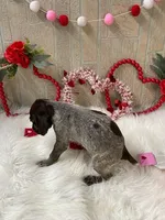 Wrangler , a male German Shorthaired Pointer for sale in Manning, SC – Photo 3 of 4