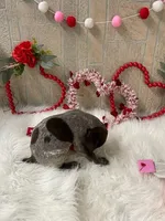 Wrangler , a male German Shorthaired Pointer for sale in Manning, SC – Photo 2 of 4