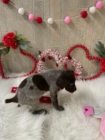 Wrangler , a male German Shorthaired Pointer for sale in Manning, SC – Photo 4 of 4