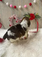 Kevin, a male English Springer Spaniel for sale in Manning, SC – Photo 4 of 7
