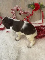 Kevin, a male English Springer Spaniel for sale in Manning, SC – Photo 5 of 7