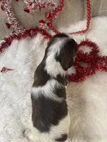 Kevin, a male English Springer Spaniel for sale in Manning, SC – Photo 2 of 7