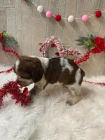 Kevin, a male English Springer Spaniel for sale in Manning, SC – Photo 3 of 7