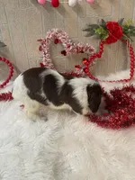 Kevin, a male English Springer Spaniel for sale in Manning, SC – Photo 6 of 7