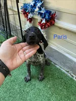 Paris , a female German Shorthaired Pointer for sale in Manning, SC – 1 of 2