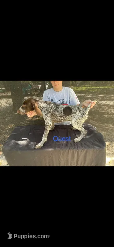 Quest – German Shorthaired Pointer puppy for sale in Manning, SC