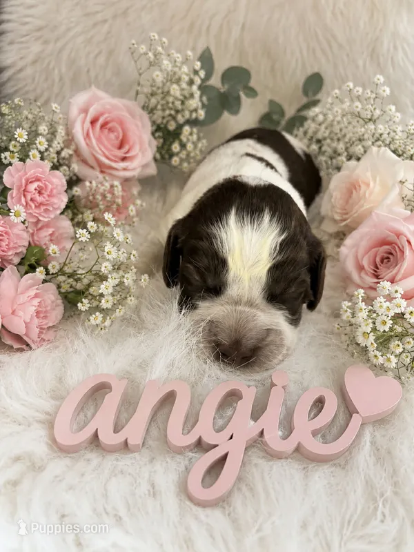 Angie – English Springer Spaniel puppy for sale in Manning, SC