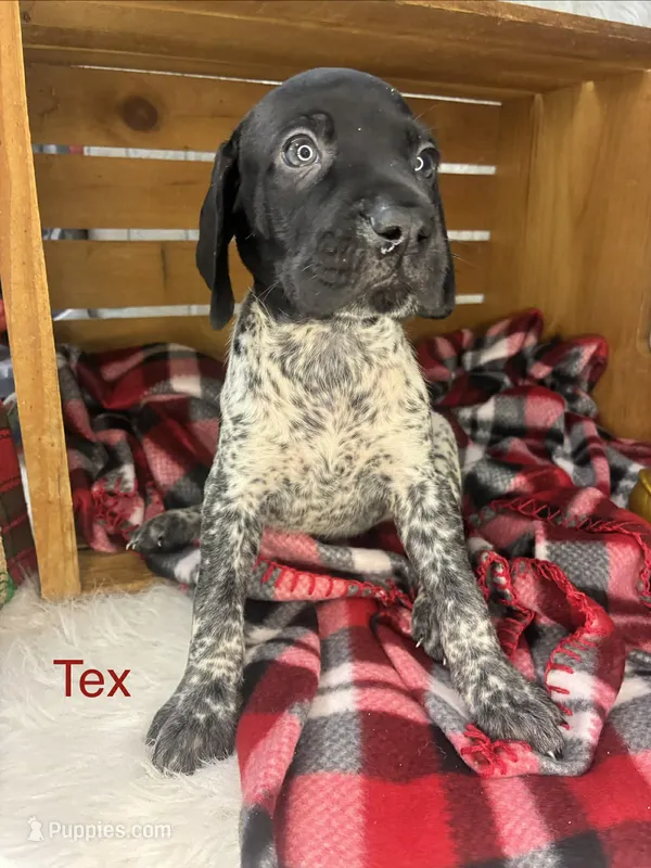 Tex – German Shorthaired Pointer puppy for sale in Manning, SC