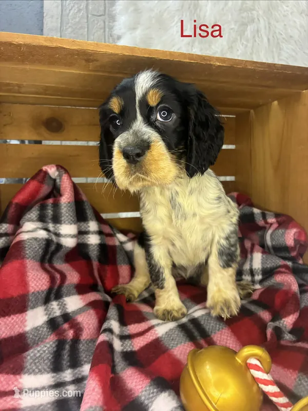Lisa – English Springer Spaniel puppy for sale in Manning, SC