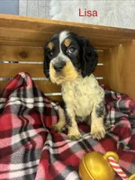 Lisa, a female English Springer Spaniel for sale in Manning, SC – 1 of 1