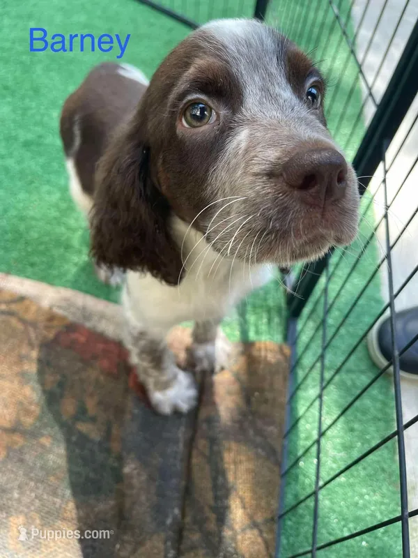 Anchor – English Springer Spaniel puppy for sale in Manning, SC