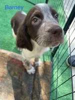 Anchor, a male English Springer Spaniel for sale in Manning, SC – 1 of 1