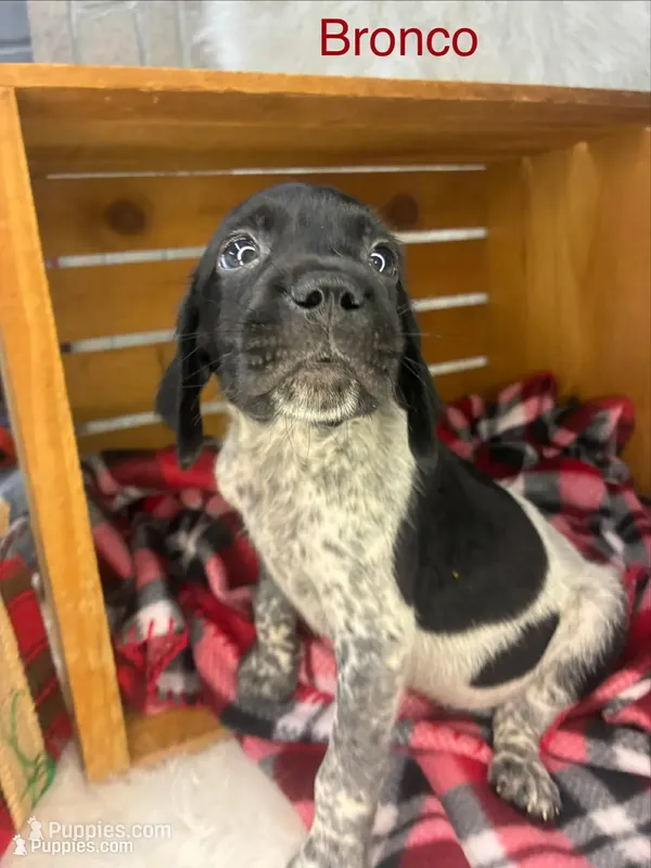 Bronco – German Shorthaired Pointer puppy for sale in Manning, SC
