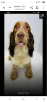 Angel, a female English Springer Spaniel for sale in Manning, SC – 2 of 3