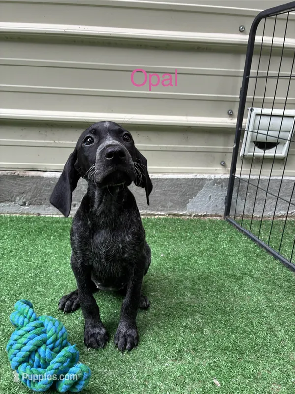 Opal – German Shorthaired Pointer puppy for sale in Manning, SC