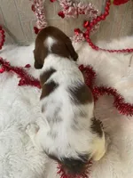 Megan, a female English Springer Spaniel for sale in Manning, SC – Photo 4 of 4