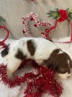 Megan, a female English Springer Spaniel for sale in Manning, SC – Photo 3 of 4
