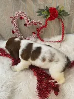 Megan, a female English Springer Spaniel for sale in Manning, SC – Photo 2 of 4