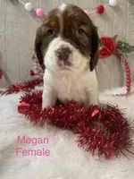 Megan, a female English Springer Spaniel for sale in Manning, SC – Photo 1 of 4