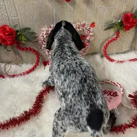 Gamara, a female German Shorthaired Pointer for sale in Manning, SC – Photo 4 of 5