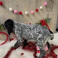 Gamara, a female German Shorthaired Pointer for sale in Manning, SC – Photo 2 of 5