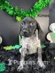 Kimes