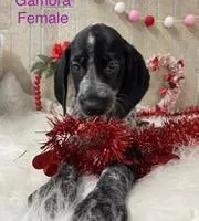 Gamara, a female German Shorthaired Pointer for sale in Manning, SC – Photo 1 of 5