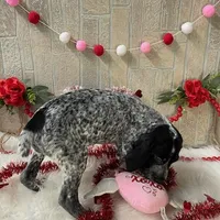 Gamara, a female German Shorthaired Pointer for sale in Manning, SC – Photo 3 of 5