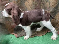 Fern, a male English Springer Spaniel for sale in Manning, SC – 2 of 2