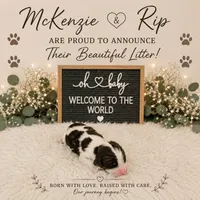 Copper, a male English Springer Spaniel for sale in Manning, SC – 1 of 1