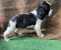 Blackbeard, a male English Springer Spaniel for sale in Manning, SC – 4 of 5