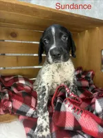 Sundance , a male German Shorthaired Pointer for sale in Manning, SC – 1 of 1