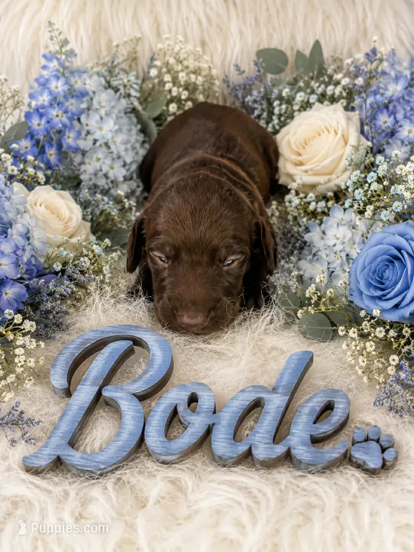 Bode – German Shorthaired Pointer puppy for sale in Manning, SC