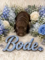 Bode, a male German Shorthaired Pointer for sale in Manning, SC – 1 of 1