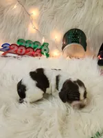 processed/ebf33cc4-de59-4a78-b02f-9f0558962b69/listing/74d759dd-4cf2-496e-81ce-1150102bc827/75d15024-94f8-464a-a42a-811acb2f6f4b