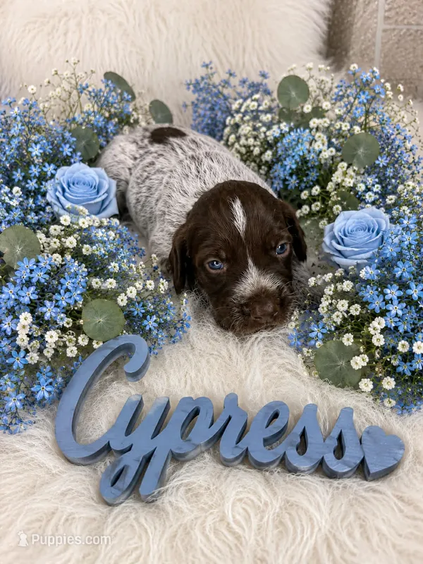 Cypress  – German Shorthaired Pointer puppy for sale in Manning, SC