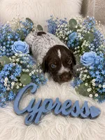 Cypress , a male German Shorthaired Pointer for sale in Manning, SC – 1 of 1