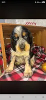 Johnny, a male English Springer Spaniel for sale in Manning, SC – 1 of 2