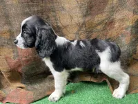 Blackbeard, a male English Springer Spaniel for sale in Manning, SC – 5 of 5