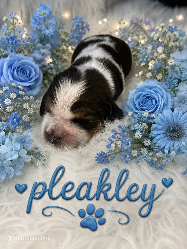 Pleakley  – English Springer Spaniel puppy for sale in Manning, SC
