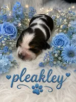 Pleakley , a male English Springer Spaniel for sale in Manning, SC – 1 of 1