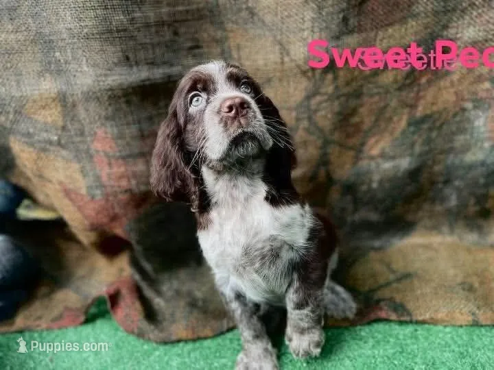 Sweet Pea – English Springer Spaniel puppy for sale in Manning, SC