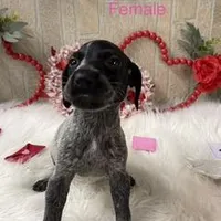 Ariat, a male German Shorthaired Pointer for sale in Manning, SC – Photo 1 of 4