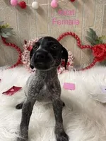 Ariat, a male German Shorthaired Pointer for sale in Manning, SC – Photo 1 of 4