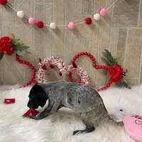 Ariat, a male German Shorthaired Pointer for sale in Manning, SC – Photo 4 of 4