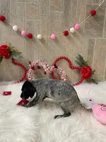 Ariat, a male German Shorthaired Pointer for sale in Manning, SC – Photo 4 of 4