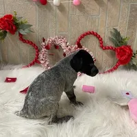 Ariat, a male German Shorthaired Pointer for sale in Manning, SC – Photo 2 of 4