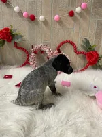 Ariat, a male German Shorthaired Pointer for sale in Manning, SC – Photo 2 of 4