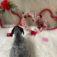 Ariat, a male German Shorthaired Pointer for sale in Manning, SC – Photo 3 of 4