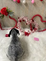 Ariat, a male German Shorthaired Pointer for sale in Manning, SC – Photo 3 of 4